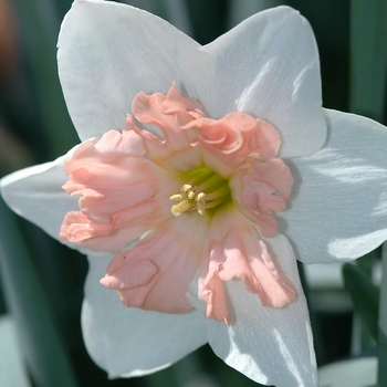 Narcissus 'Pink Formal' 