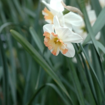 Narcissus 'Pink Sparkler' 