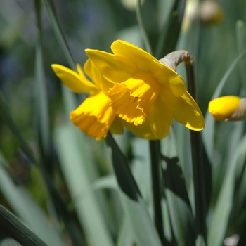 Narcissus 'Pizzaro' 