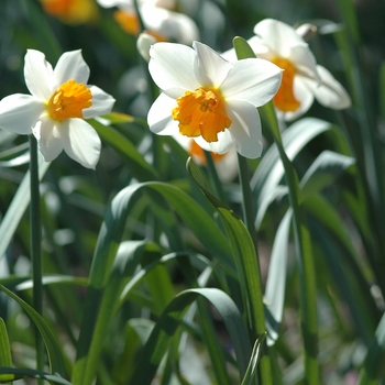 Narcissus 'Poets Dream' 