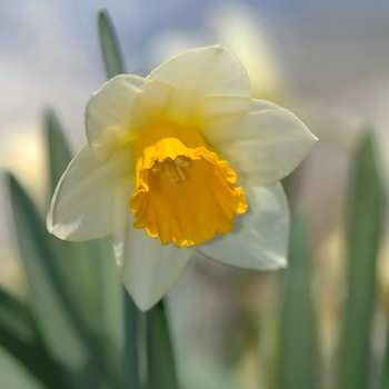Narcissus 'Pops Legacy' 