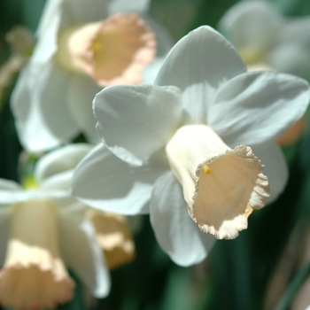 Narcissus 'Potential'