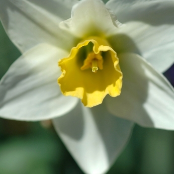 Narcissus 'Premiere' 