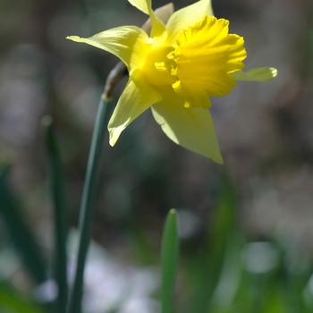Narcissus 'Pseudoarcissus' 
