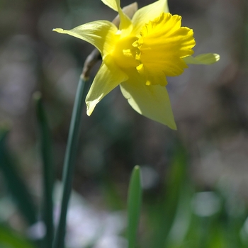 Narcissus 'Pseudoarcissus'