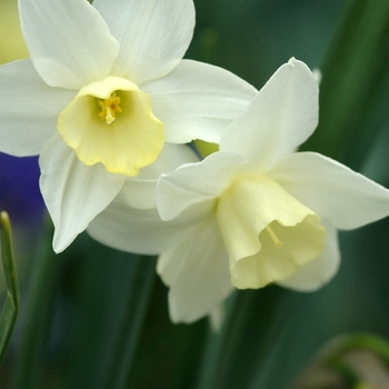 Narcissus 'Pueblo'