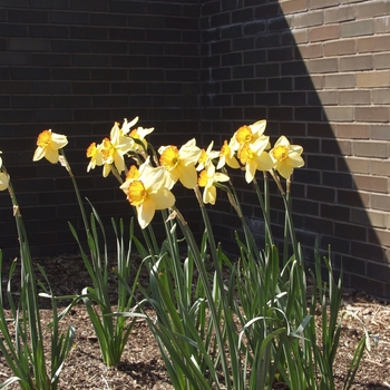 Narcissus 'Red Aria'