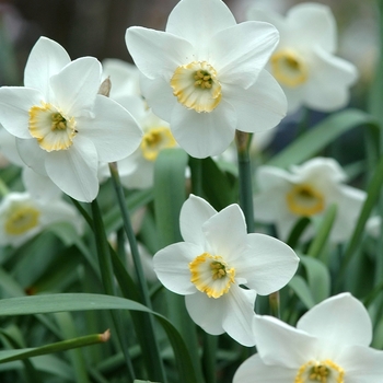 Narcissus 'Rimmon' 