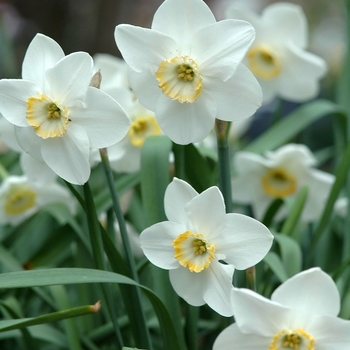 Narcissus 'Rimmon'