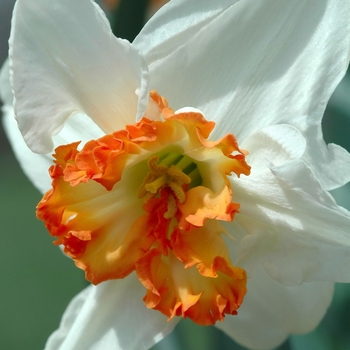 Narcissus 'Ring of Fire'