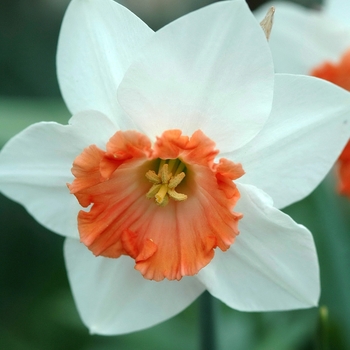 Narcissus 'Ruby Romance'