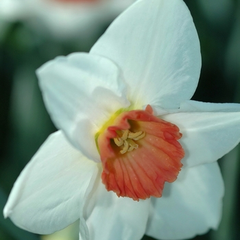 Narcissus 'Ruby Throat' 
