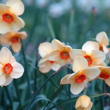 Narcissus 'Sabine Hay' 