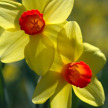 Narcissus 'Scarlet Chord' 