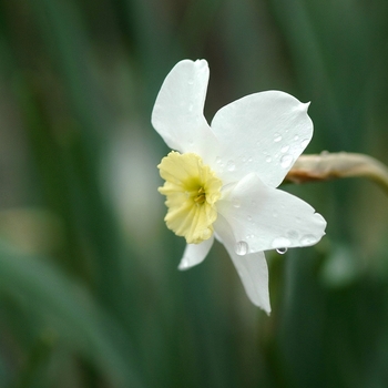 Narcissus 'Segovia' 