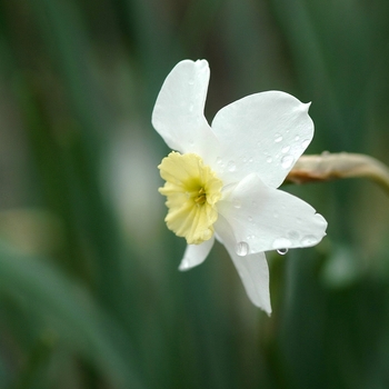 Narcissus 'Segovia'