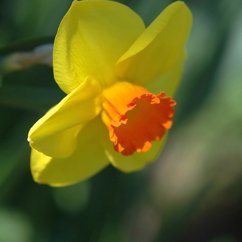 Narcissus 'Sonar' 