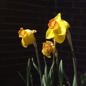 Narcissus 'Sonari'