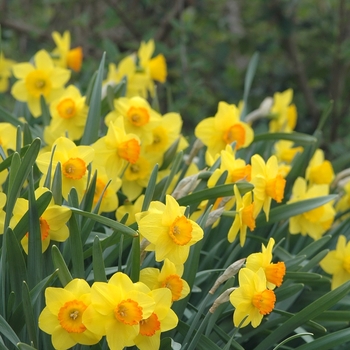 Narcissus 'Sportsman' 