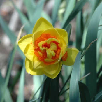 Narcissus 'Spring Time' 