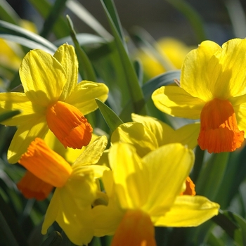 Narcissus 'Straight Arrow' 