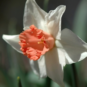 Narcissus 'Strawberry Soda' 