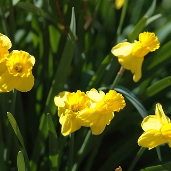 Narcissus 'Swift Arrow' 