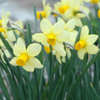 Narcissus 'Treasure Waltz'