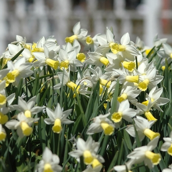 Narcissus 'Trena' 