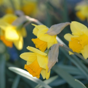 Narcissus 'Uncle Duncan'