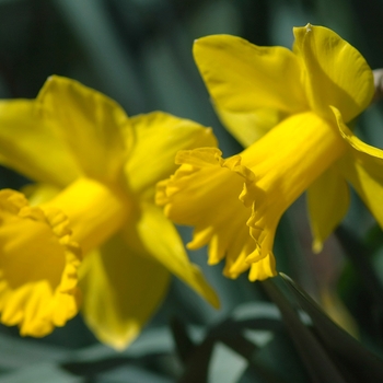 Narcissus 'Unsurpassable'