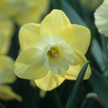 Narcissus 'Avalon' 