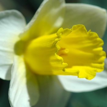 Narcissus 'Bravoure' 