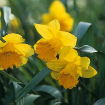 Narcissus 'Brer Fox'