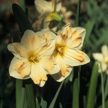 Narcissus 'Cum Laude' 