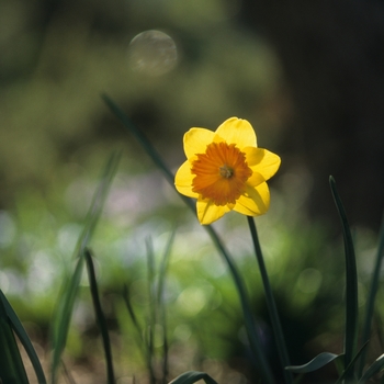 Narcissus 'Dazzaler' 