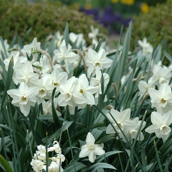 Narcissus 'Easter Moon' 