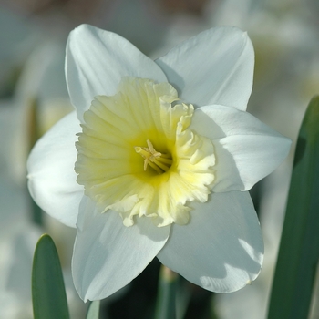 Narcissus 'Ice Follies'