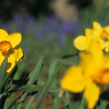 Narcissus 'Loch Hope' 