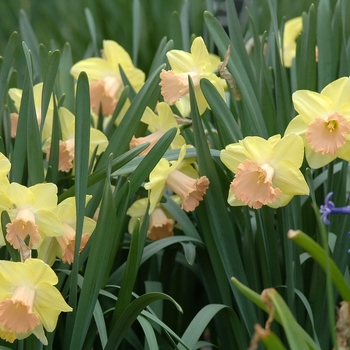Narcissus 'Lorikeet' 
