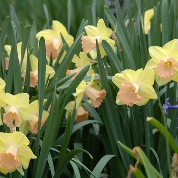 Narcissus 'Lorikeet'