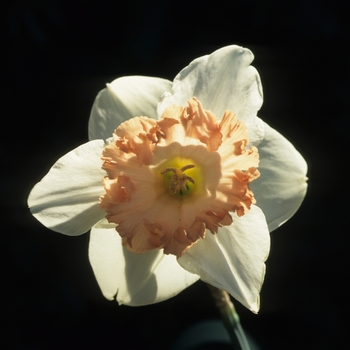 Narcissus 'Milk and Apricots' 