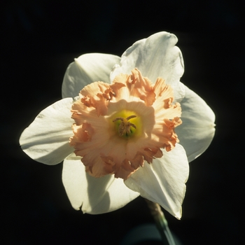 Narcissus 'Milk and Apricots'