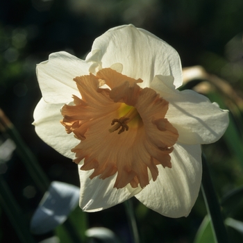 Narcissus 'Panache' 