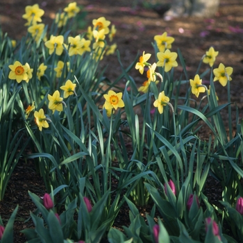 Narcissus 'Paricutin'