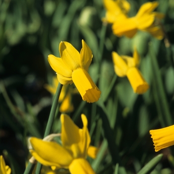 Narcissus 'Rapture'