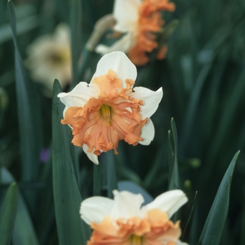 Narcissus 'Shrike'