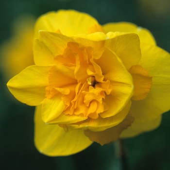 Narcissus 'Smoky Bear' 