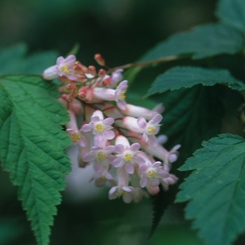 Neillia sinensis 