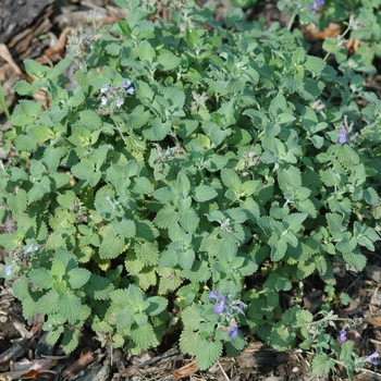 Nepeta racemosa 'Little Titch'